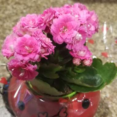 Kalanchoe Blossfeldiana
