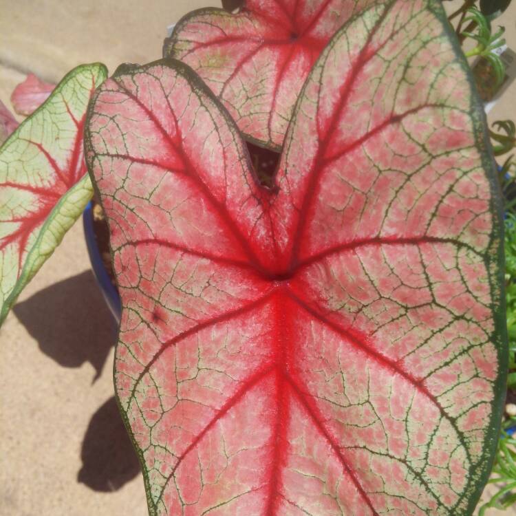 Plant image Caladium 'White Queen'
