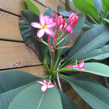Common yellow Frangipani