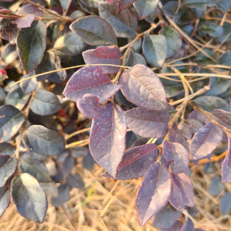 Plant image Loropetalum chinense