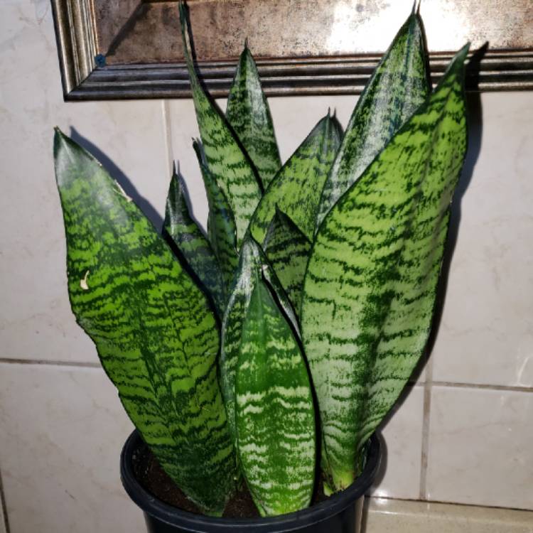 plant image 758588