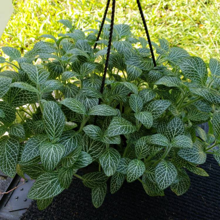 plant image 758594