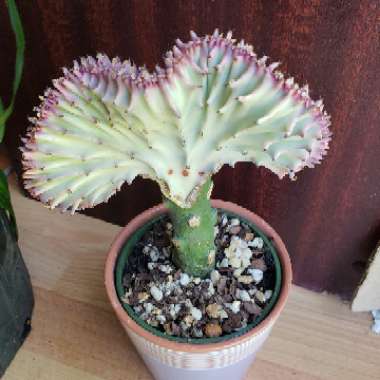 Coral Cactus 'Rainbow Crest'