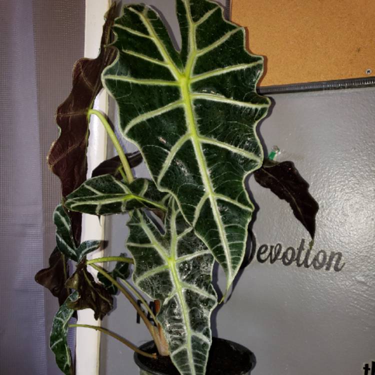 plant image 759183
