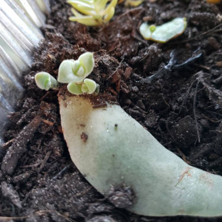 plant image 759415