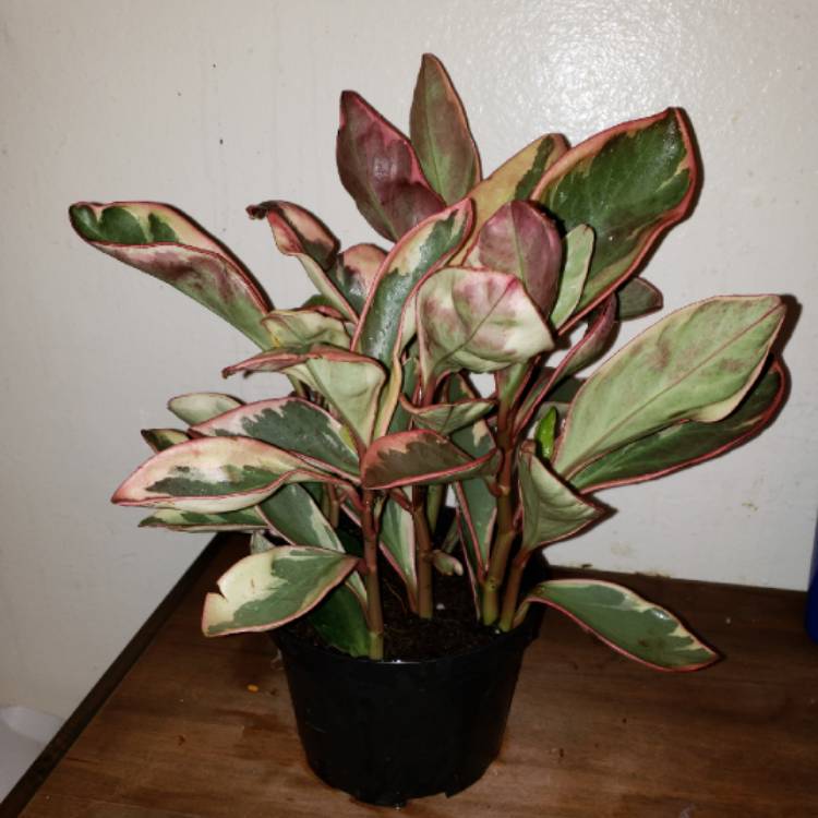 plant image 759911
