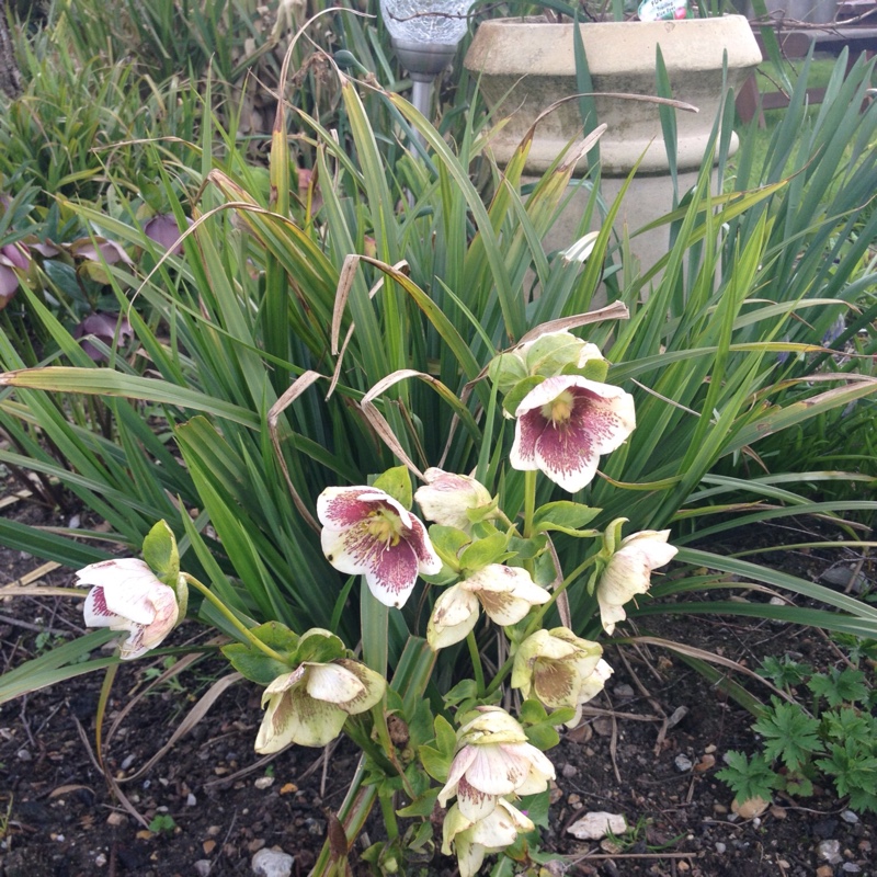 plant image 47182