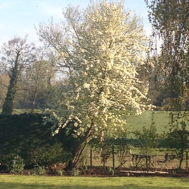 Stella's garden