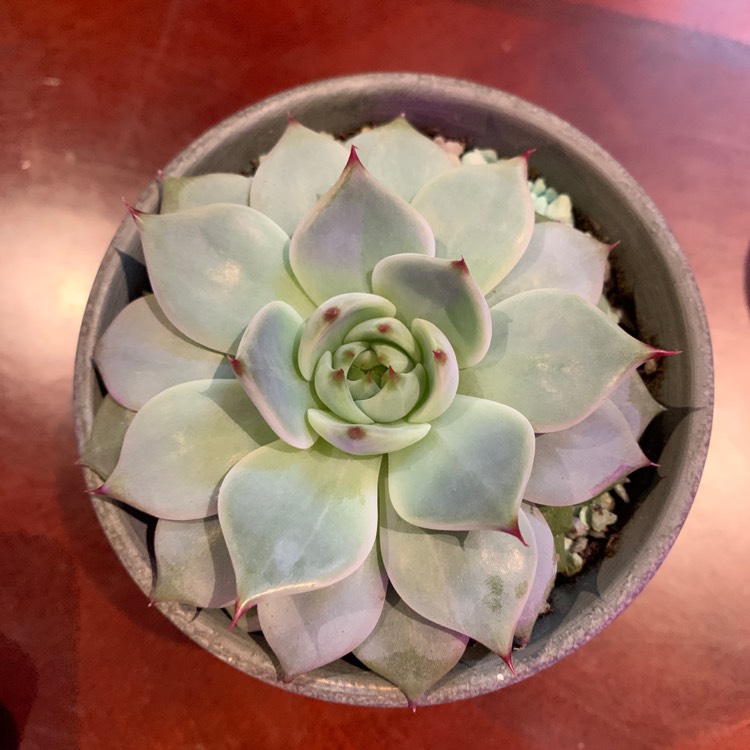plant image 1575941 plant image 1575941