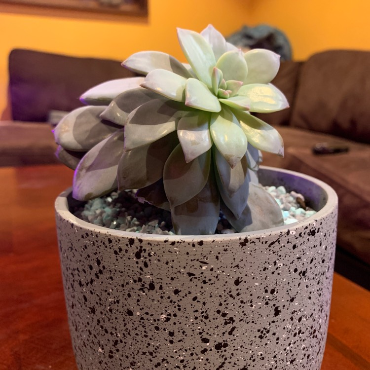 Plant image Graptopetalum Superbum