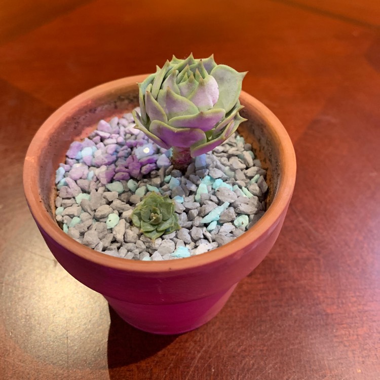 plant image 1575944 plant image 1575944