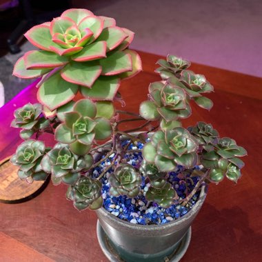 sjames's plant