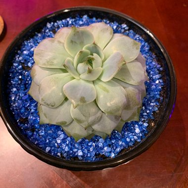 sjames's plant