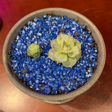 Echeveria 'Lola'