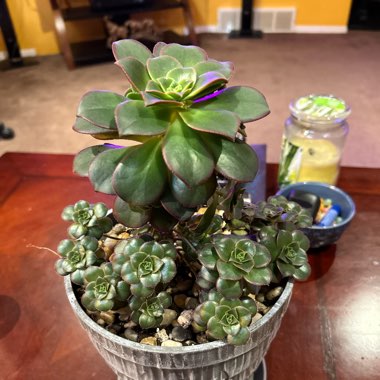 sjames's plant