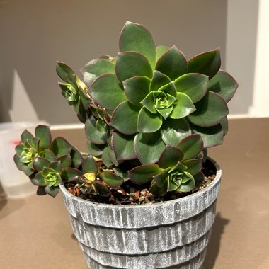sjames's plant