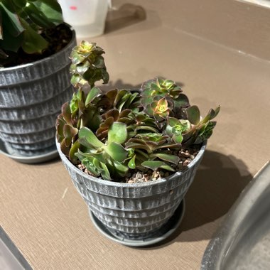 sjames's plant