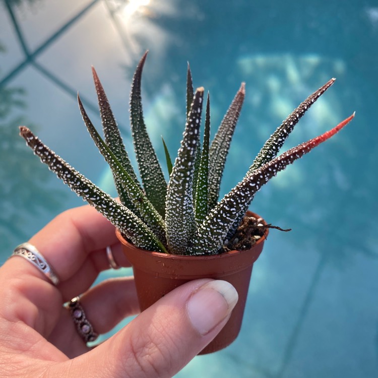 Plant image Haworthiopsis Attenuata var. Verdi