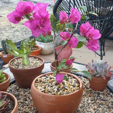 Bougainvillea