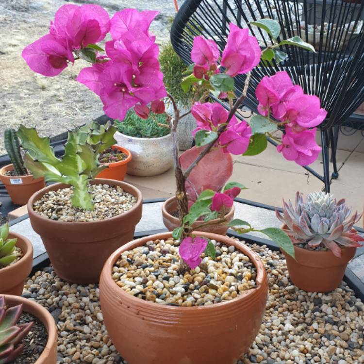 plant image 1213102