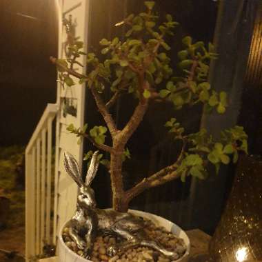Portulacaria Afra