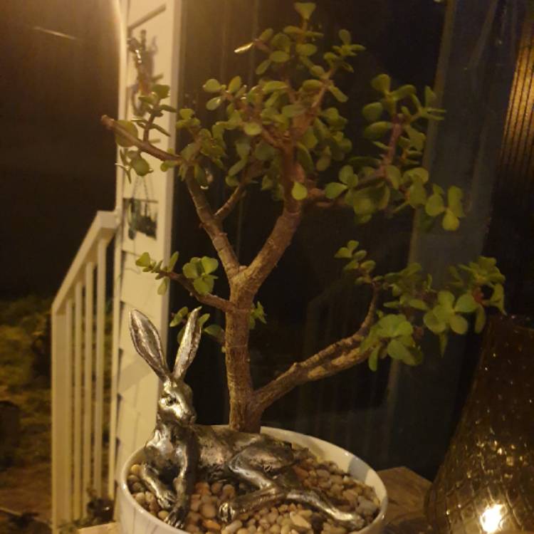 plant image 1213609