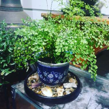 Adiantum Mairisii