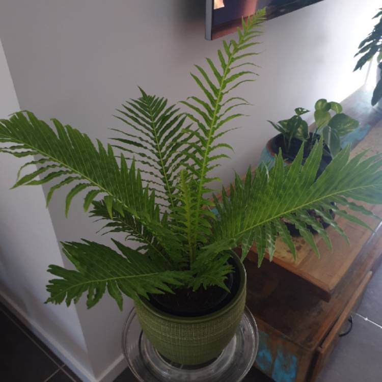 Plant image Blechnum Gibbum 'Silver Lady'