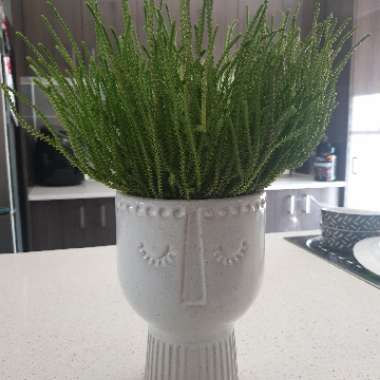 Crassula muscosa