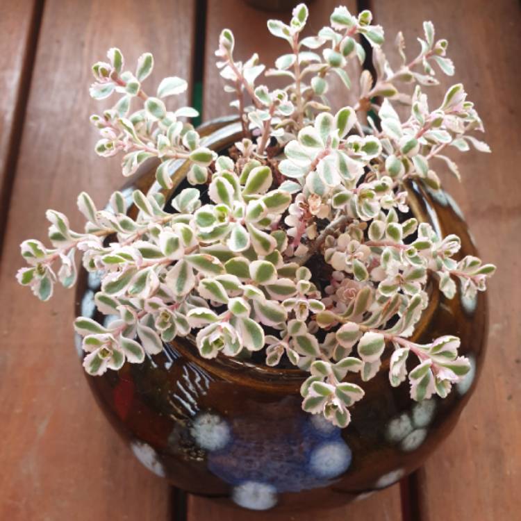 Plant image Sedum Spurium Tricolor