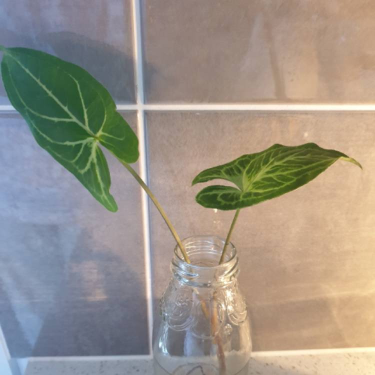Plant image Syngonium 'Batik'