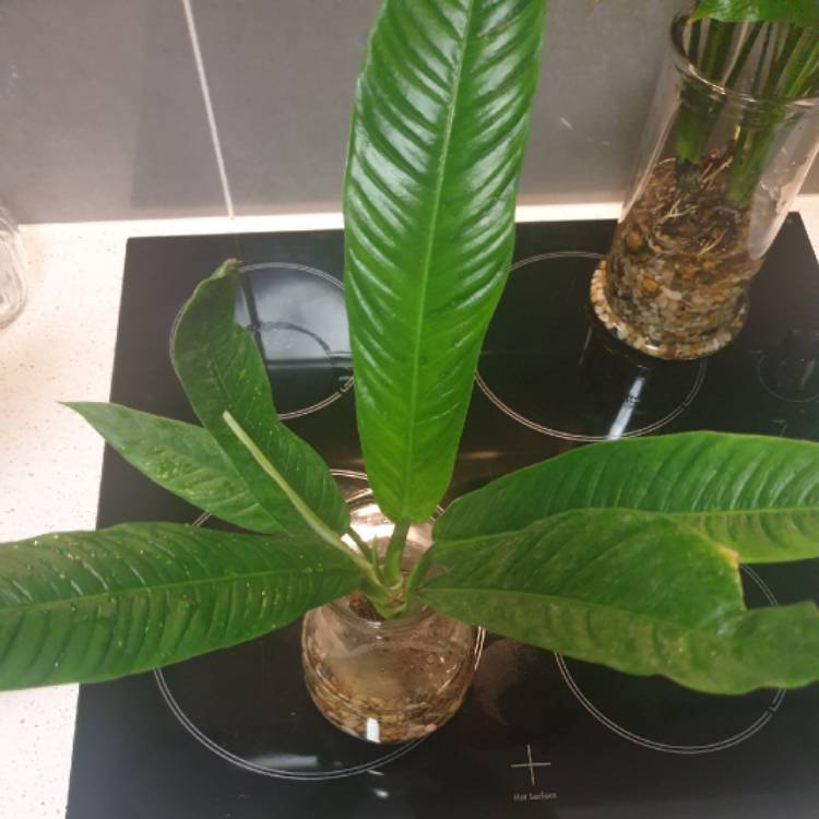 Plant image Philodendron campii syn. Philodendron 'Lynette', Philodendron campii 'Lynette'