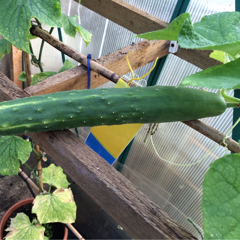 Plant image Cucumis sativus 'Burpless'