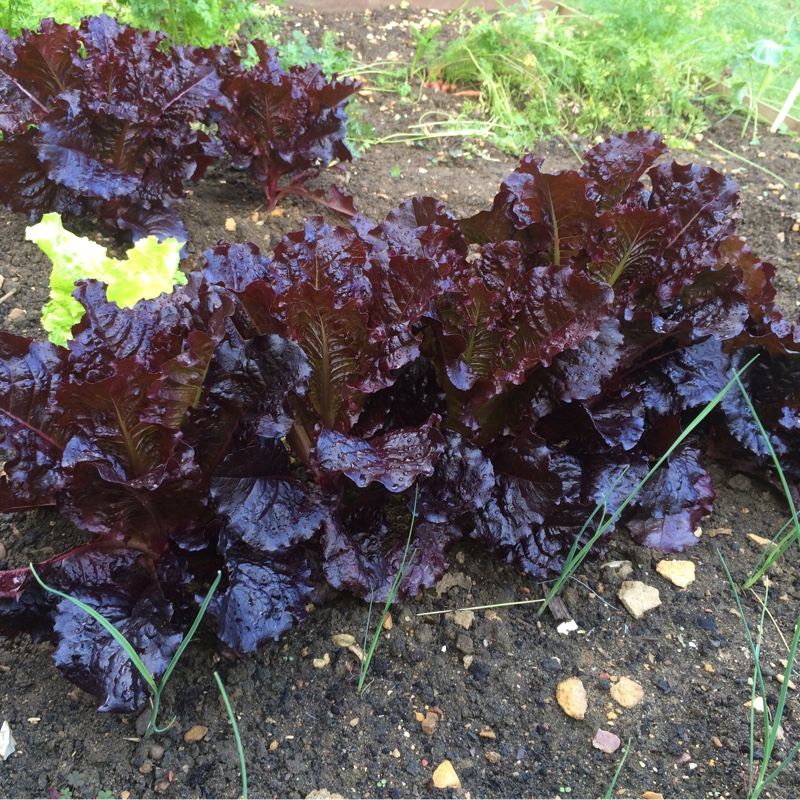 plant image 7438