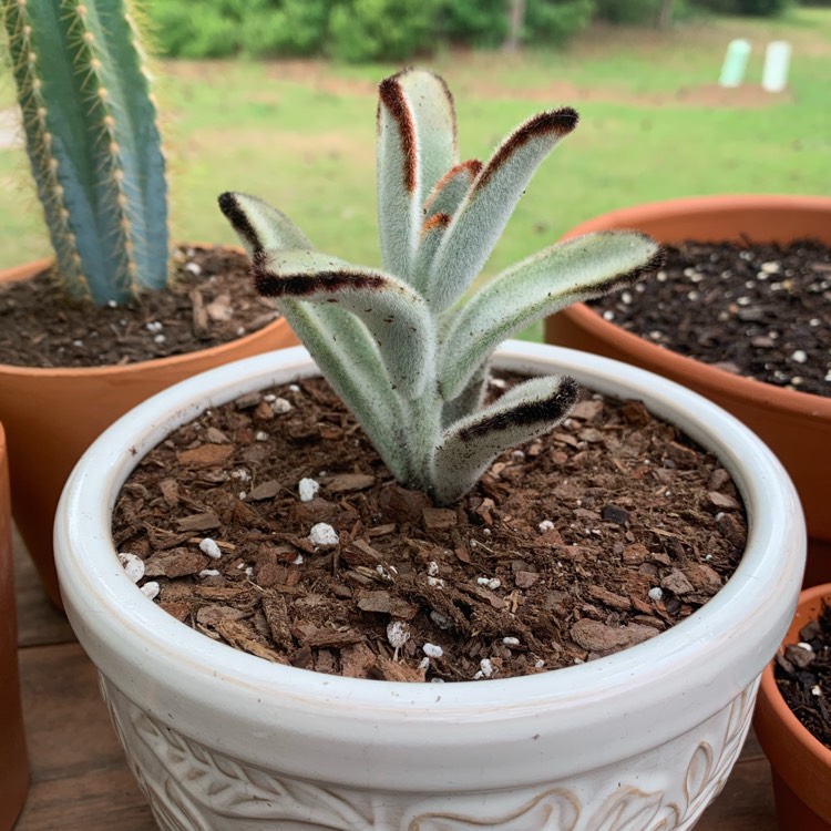 Plant image Kalanchoe tomentosa 'Black Tie'