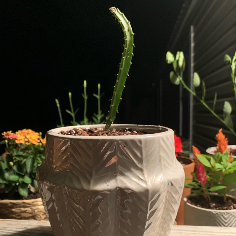 plant image 1268718