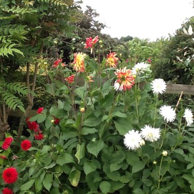 Sara's garden