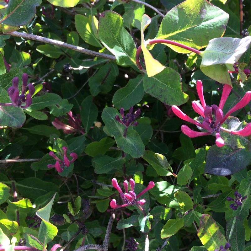 Honeysuckle 'Serotina'