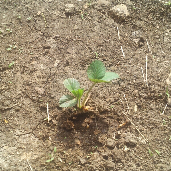 plant image 714879