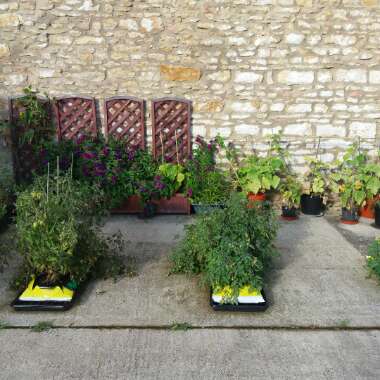 Sarah's garden