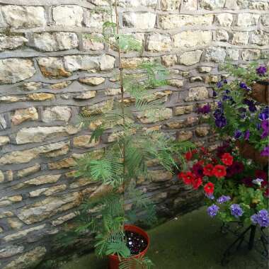 Mimosa 'Gaulois Astier'