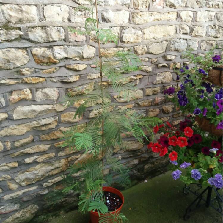 plant image 505562
