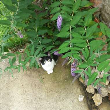 Butterfly Bush