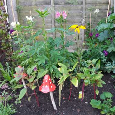 Sarah's garden