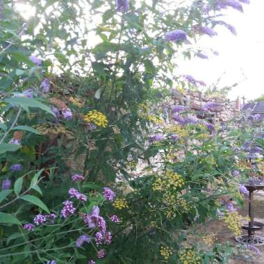 Sarah's garden