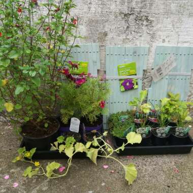 Sarah's garden