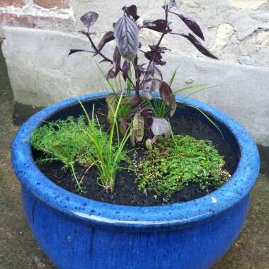 Sarah's garden