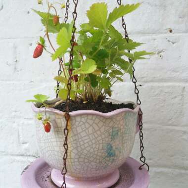 Woodland Strawberry