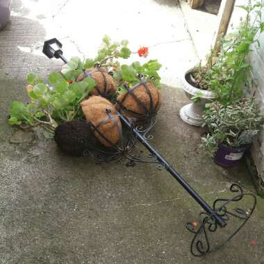 Sarah's garden