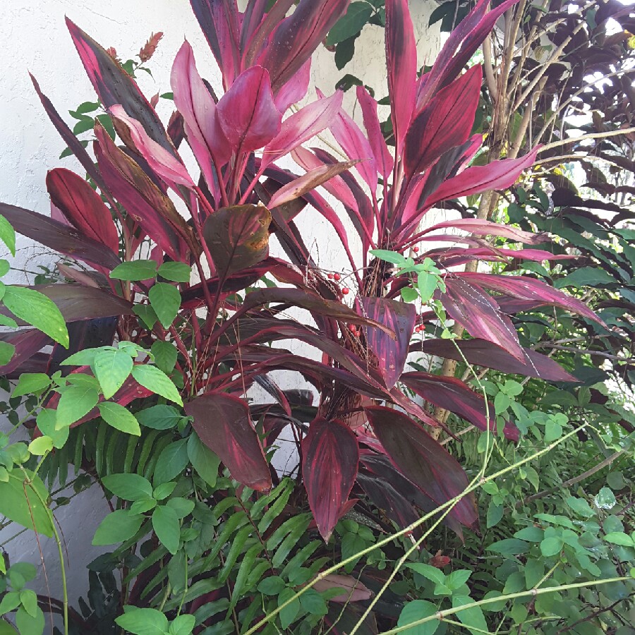 Plant image Cordyline Fruticosa 'Red Sister'